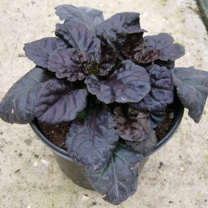 Ajuga Black Scallop Square