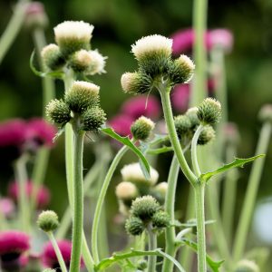 Cirsium 'Frosted Magic'