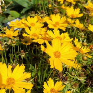 Coreopsis Flying Saucers image 1