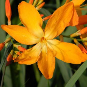 Crocosmia Disco Dancer Square