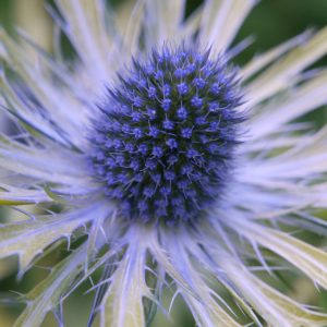 Eryngium Neptunes Gold close up 1