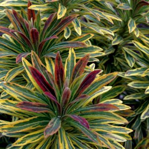 Euphorbia Ascott Rainbow Image 1