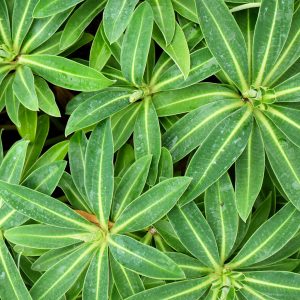 Euphorbia Honeypot