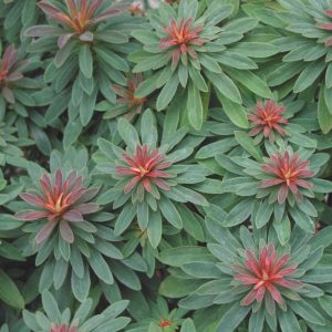 Euphorbia Rudolph Image 1