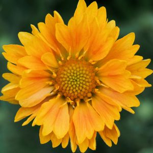 Gaillardia Apricot Honey