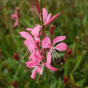 Gaura Pink Fountain Square