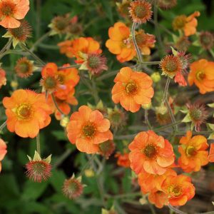Geum Totally Tangerine Image 1
