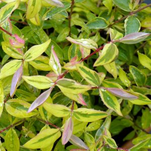 Hypericum Little Misstery Square