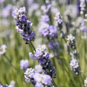 Lavandula Blue Ice Square