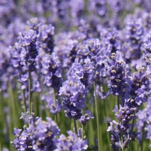 Lavandula Melissa Lilac Square 2