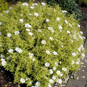 Little Miss Sunshine whole plant image 1