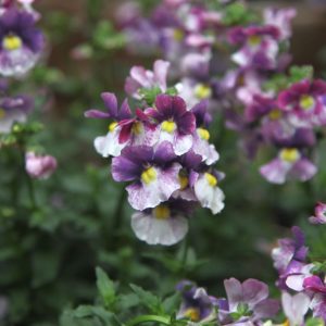 Nemesia Berries and Cream Square 2