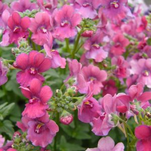 Nemesia Framboise Square