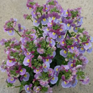 Nemesia Lilac Queen Square