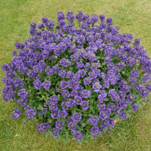 Nemesia Myrtille Square 2