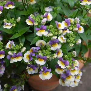 Nemesia Olivia Square