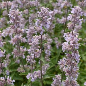 Nepeta Crystal Cloud Square