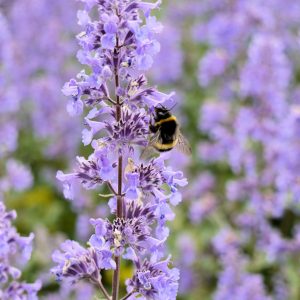 Nepeta Summer Magic Square