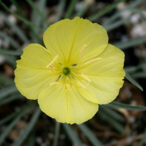 Oenothera Shimmer Square