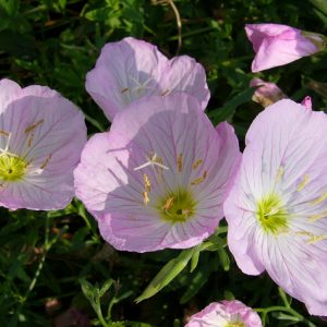 Oenothera Twilight Square
