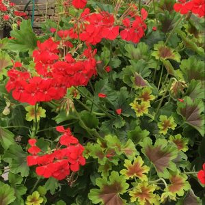 Pelargonium Goldi Dark Star Scarlet Square