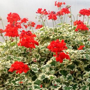 Pelargonium Mint Julep Square 2