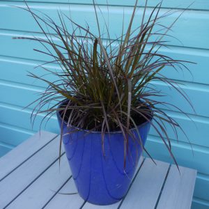 Pennisetum Chelsea Square
