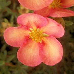 Potentilla Glamour Girl Square