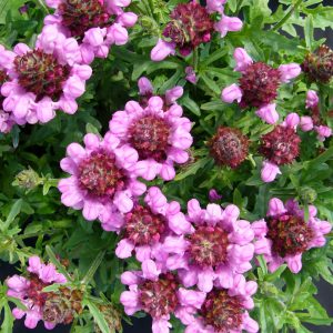 Prunella Summer Daze Square