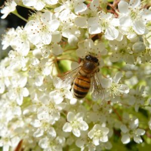 Pyracantha Golden Paradise Square 2