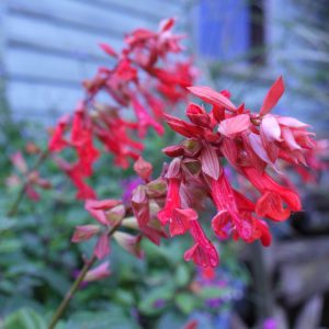 Salvia Embers Wish Square