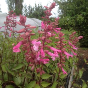 Salvia Kisses and Wishes Square 1