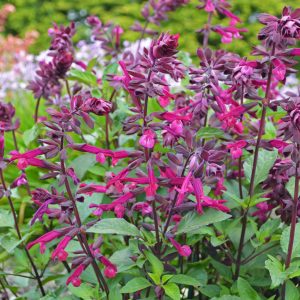 Salvia Love and Wishes Square