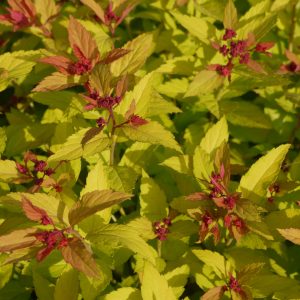 Spiraea Magic Carpet Square 2