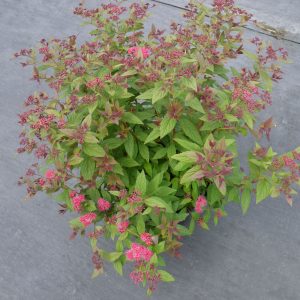 Spiraea Plumtastic Square 2