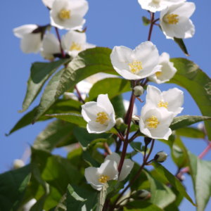 Philadelphus Starbright