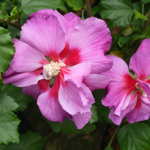 Hibiscus Walberton's® Lunar® Rose Moon