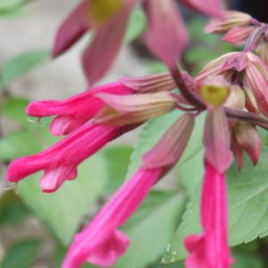 salvia Wendys Wish Square