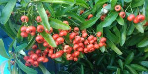 Pyracantha Golden Paradise - berries