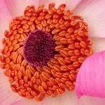 Plants for Europe Breeders Agent