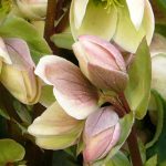 Plants for Europe Growers Agent