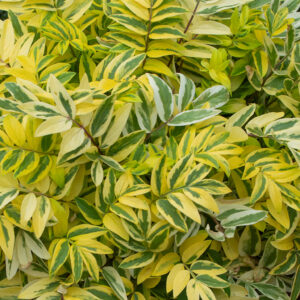 Polemonium Golden Feathers - image 1