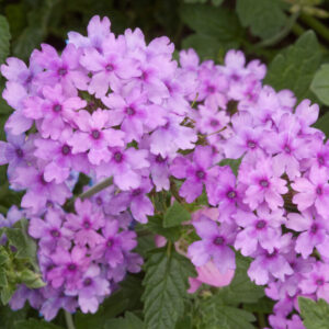 Verbena Seabrook Lavender