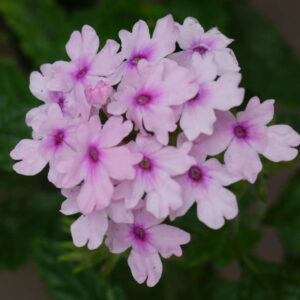 Verbena Margaret's Memory