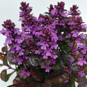 Ajuga Midnight Rose