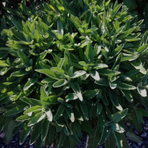 Salvia IntenseSage