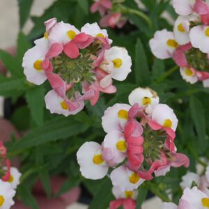 Nemesia Lady Penelope