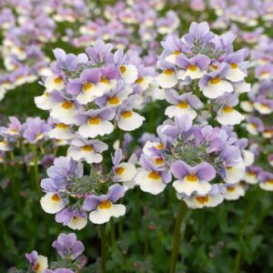 Nemesia Lavender Mist