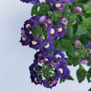 Nemesia Sapphire