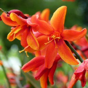 Crocosmia Bressingham Dark Fire
